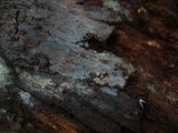 Amyloxenasma allantosporum image