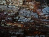 Amyloxenasma allantosporum image