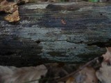 Amyloxenasma allantosporum image