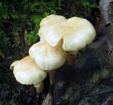 Kuehneromyces marginellus image