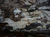 Sistotremastrum niveocremeum image