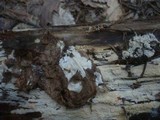 Sistotremastrum niveocremeum image