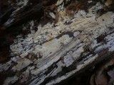 Sistotremastrum niveocremeum image