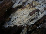 Sistotremastrum niveocremeum image
