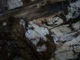 Sistotremastrum niveocremeum image
