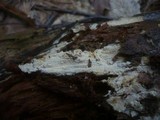 Sistotremastrum niveocremeum image