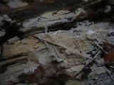 Sistotremastrum niveocremeum image