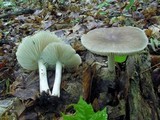 Megacollybia rodmanii image