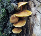 Xeromphalina tenuipes image