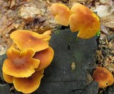 Xeromphalina tenuipes image