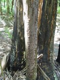 Pseudochaete tabacina image