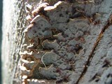 Pseudochaete tabacina image