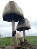 Panaeolus semiovatus image