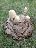 Panaeolus semiovatus image