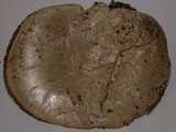 Agrocybe dura image