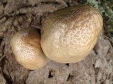 Panaeolus semiovatus image