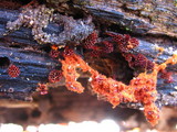 Metatrichia vesparium image