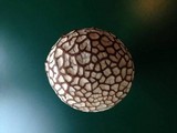 Calvatia cyathiformis image