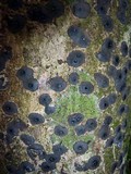 Camillea cyclops image