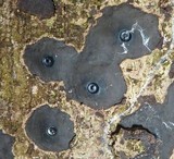 Camillea cyclops image