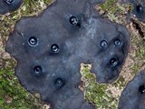 Camillea cyclops image