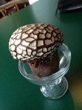 Calvatia cyathiformis image