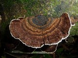 Coriolopsis caperata image