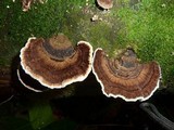 Coriolopsis caperata image
