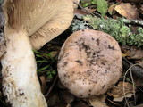 Lactarius argillaceifolius image