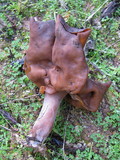 Gyromitra infula image