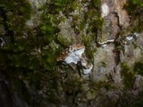 Aleurodiscus disciformis image