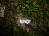 Aleurodiscus disciformis image