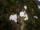 Aleurodiscus disciformis image