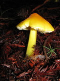 Hygrocybe acutoconica image
