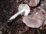 Megacollybia rodmanii image