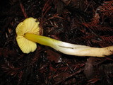 Hygrocybe acutoconica image