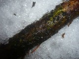 Bertia moriformis image