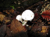 Hygrophorus eburneus image