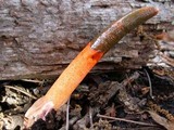 Mutinus elegans image