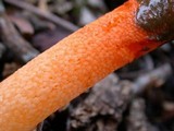 Mutinus elegans image