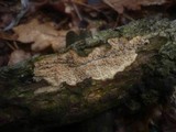 Radulomyces molaris image