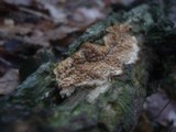Radulomyces molaris image