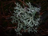 Pseudevernia furfuracea var. furfuracea image
