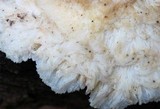 Climacodon pulcherrimus image