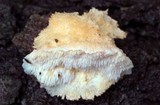 Climacodon pulcherrimus image