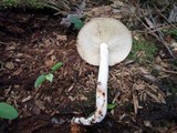 Rhodocollybia maculata image