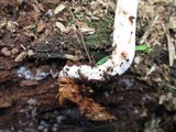 Rhodocollybia maculata image