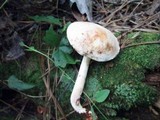 Rhodocollybia maculata image