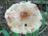 Hymenopellis megalospora image