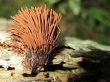 Stemonitis splendens image